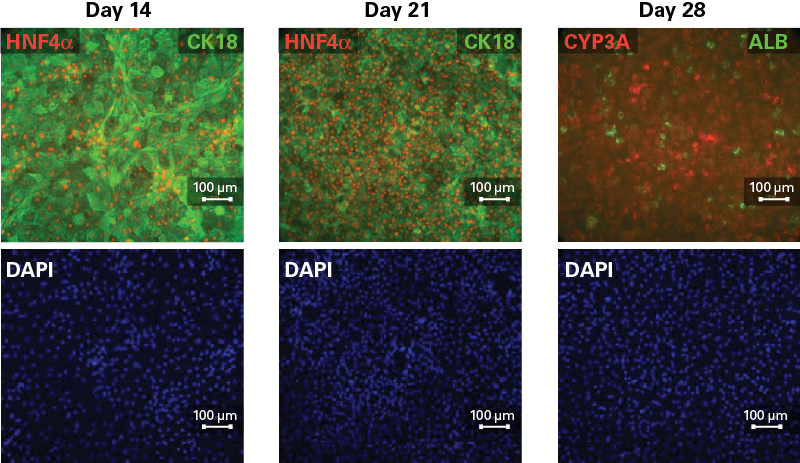 Cellartis iPS Cell to Hepatocyte Differentiation System